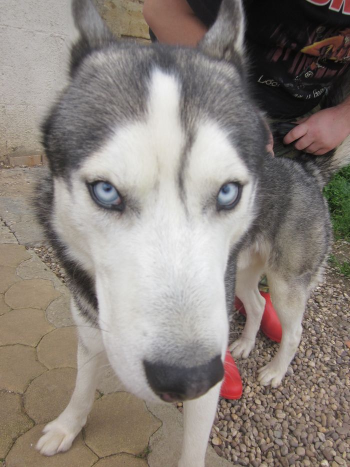 Farouk, Husky gris aux yeux bleus, 16/1/2010, Refuge SPA Amance   REF:54  ADOPTE Farouk11