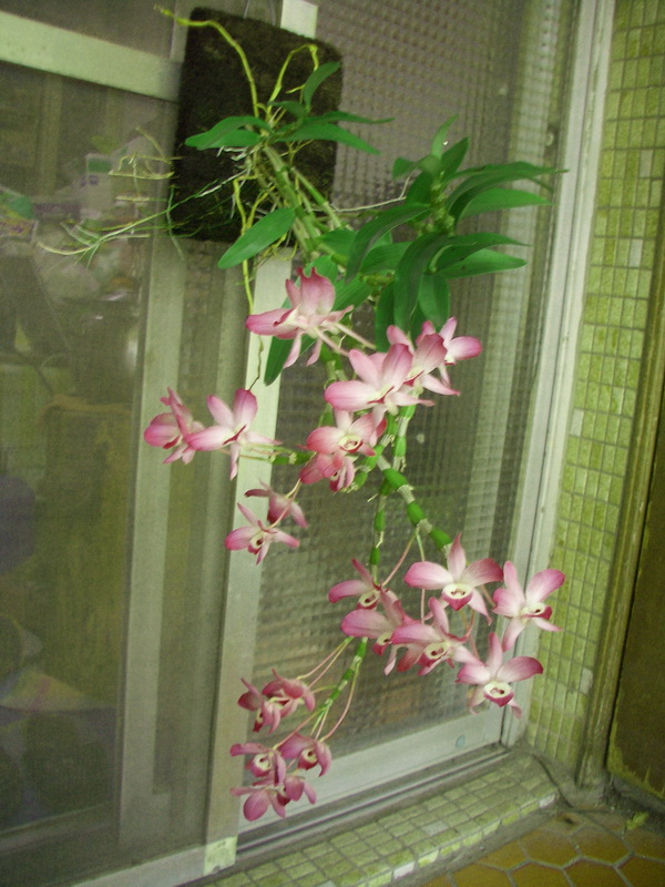 dendrobium - Dendrobium linawianum (Native Orchid of Taiwan) Imgp4712