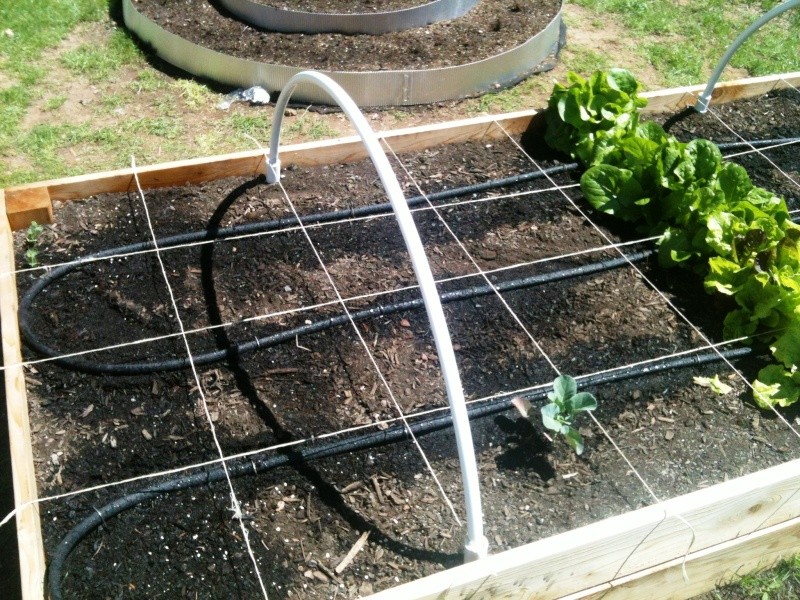 Placed my soaker hose today 00310