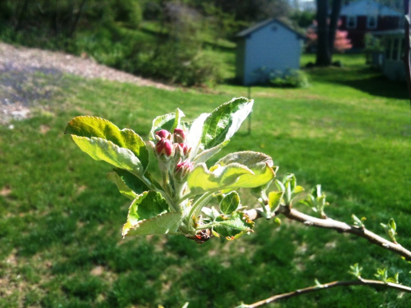 Apple trees 00610