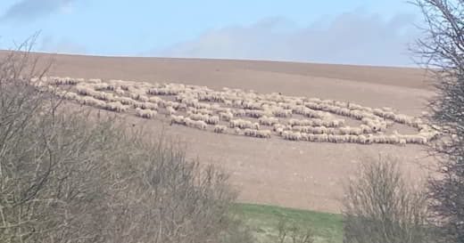 Mystère : des centaines de moutons se tiennent en cercle dans un champ Cercle10