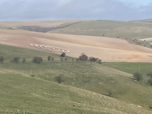 Mystère : des centaines de moutons se tiennent en cercle dans un champ Cercle12