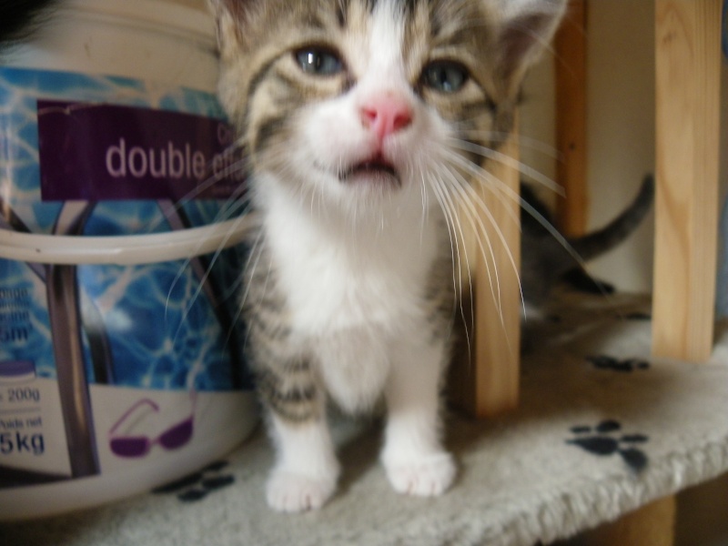 ERNEST (chaton mâle tigré marron blanc)