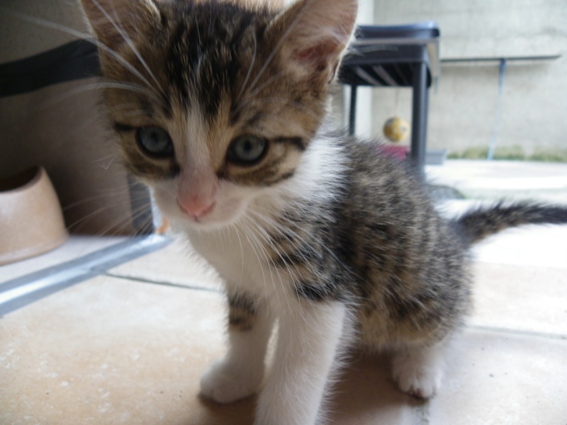 ERNEST (chaton mâle tigré marron blanc)