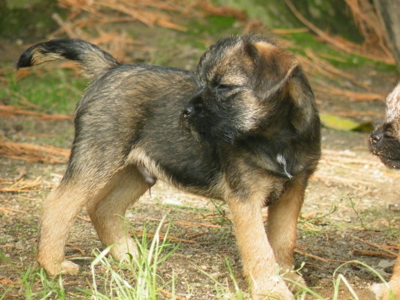 Chiots Border Terrier LOF Dscf4215