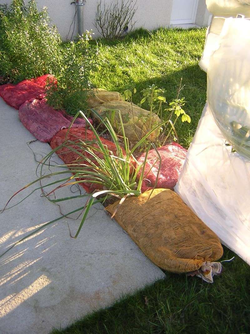 comment on protège les plantes contre le froid Dscn0313
