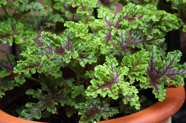 quercifolium - Pelargonium quercifolium Gegepo10