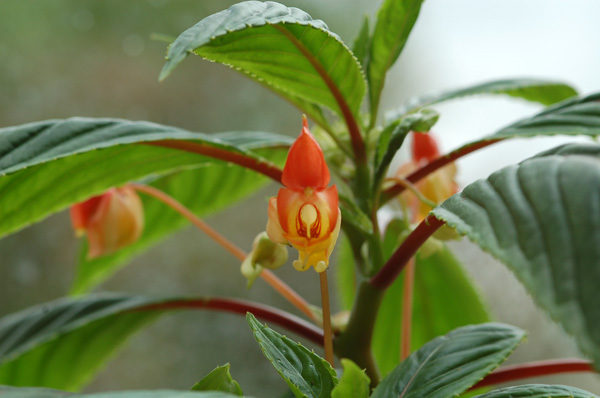 Impatiens bicaudata - impatience à deux éperons Impati11