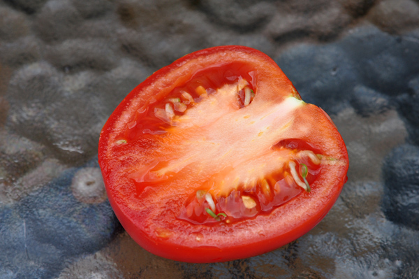 Fragaria - fraise à pépins germés [devinette] Tomate14