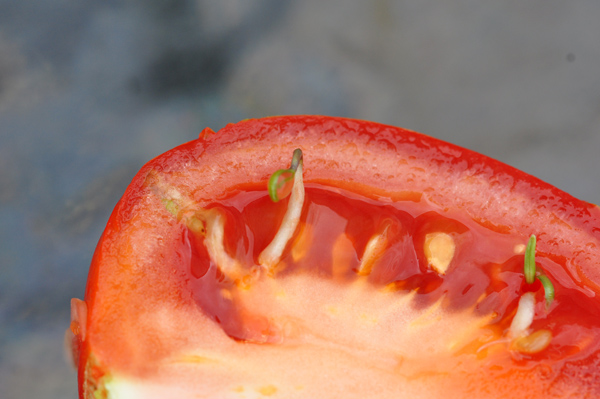 Fragaria - fraise à pépins germés [devinette] Tomate15