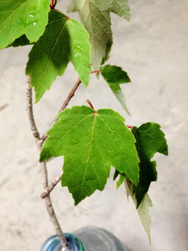 Help Identifying Maple? Img_0932