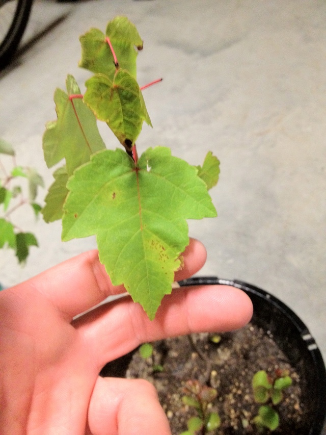 Help Identifying Maple? Img_0933