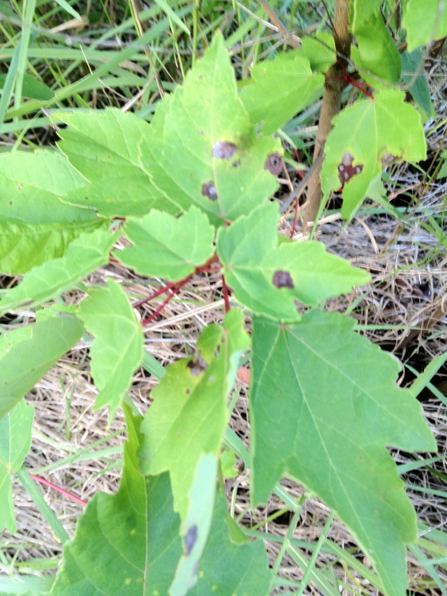 Help Identifying Maple? Img_0936