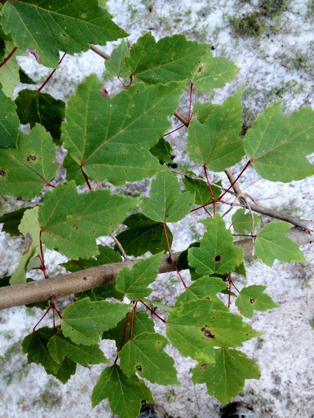 Help Identifying Maple? Img_0939