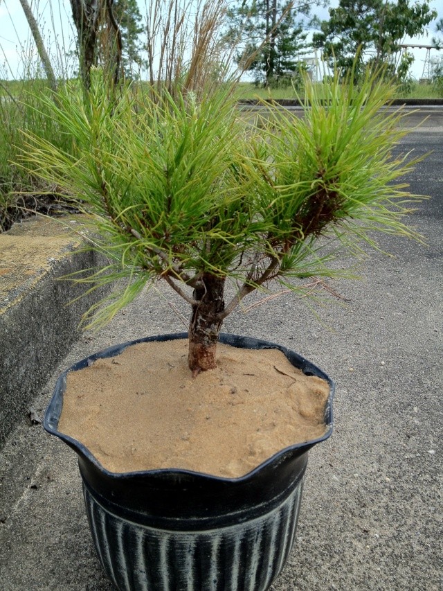 New shortleaf pine just pulled from ground. Img_1010