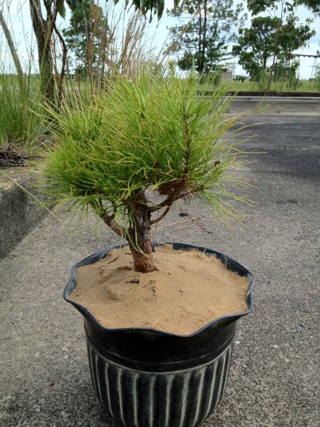 New shortleaf pine just pulled from ground. Img_1012