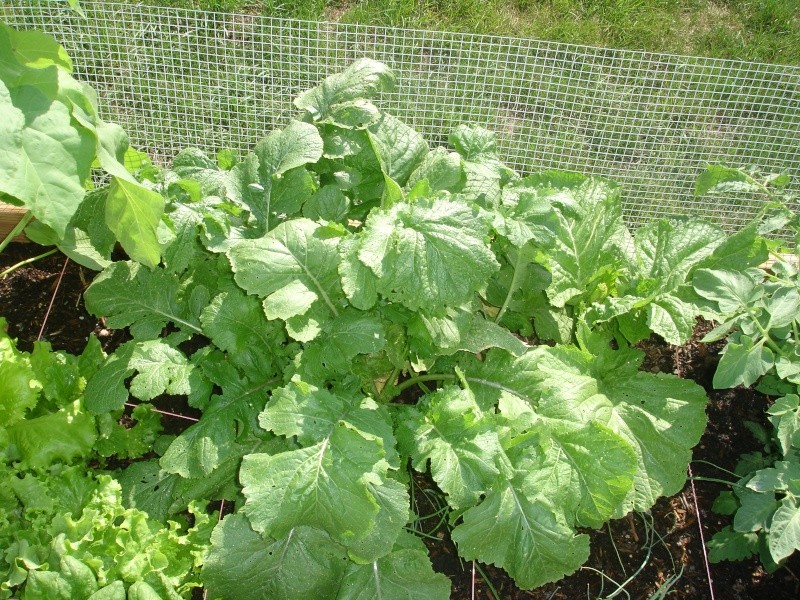 Harvest Turnip Greens and Mustard Greens Dsc01910