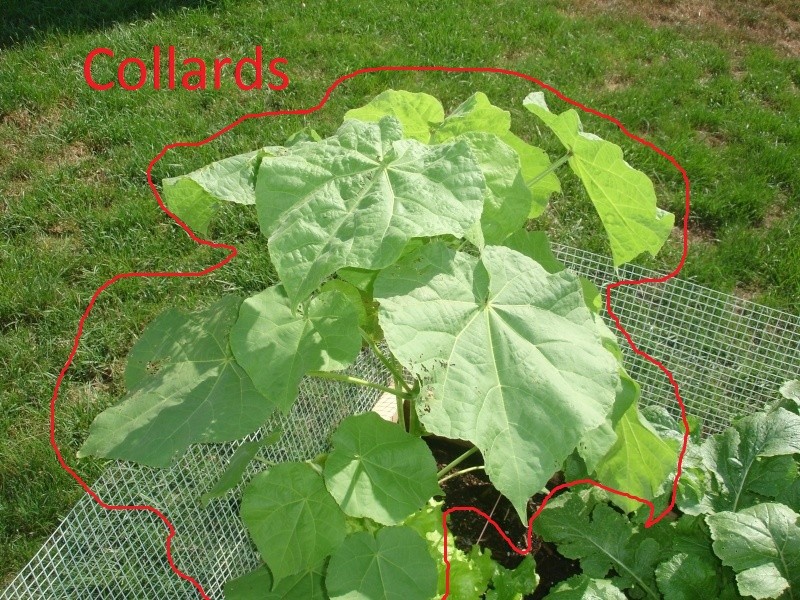 Harvest Turnip Greens and Mustard Greens Dsc01914