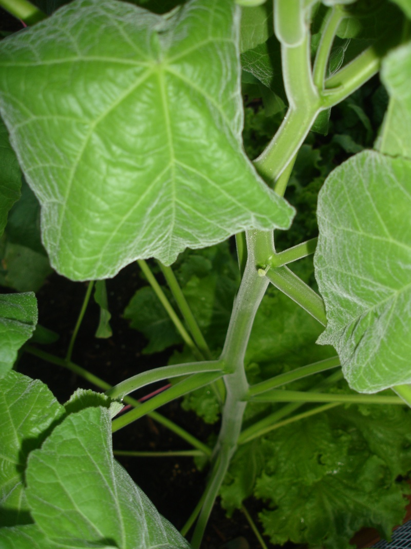 Harvest Turnip Greens and Mustard Greens Dsc01916