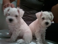 CH. GOOD AS GOLD OF ROXY'S PRIDE x HOLLY OFF BABYLON W.H.A. - White Schnauzer puppies !!! 1211