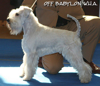 CH. GOOD AS GOLD OF ROXY'S PRIDE x HOLLY OFF BABYLON W.H.A. - White Schnauzer puppies !!! Gold_l14