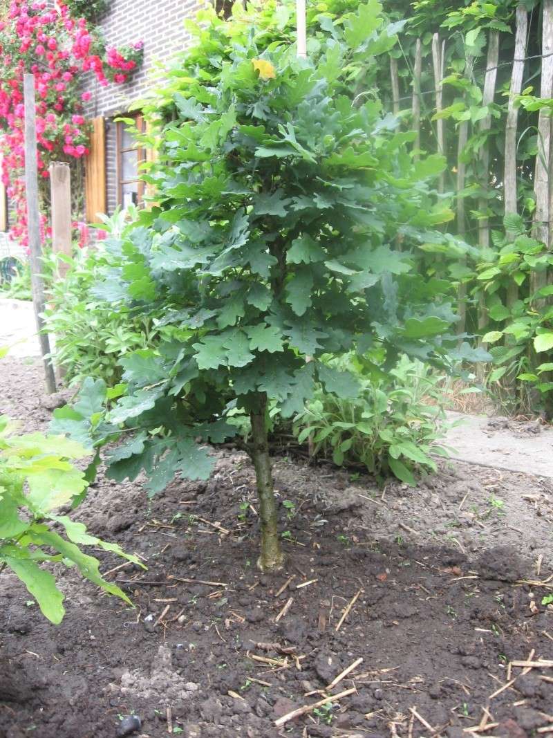 It started with a kiss... and a seedling oak 24-05-10