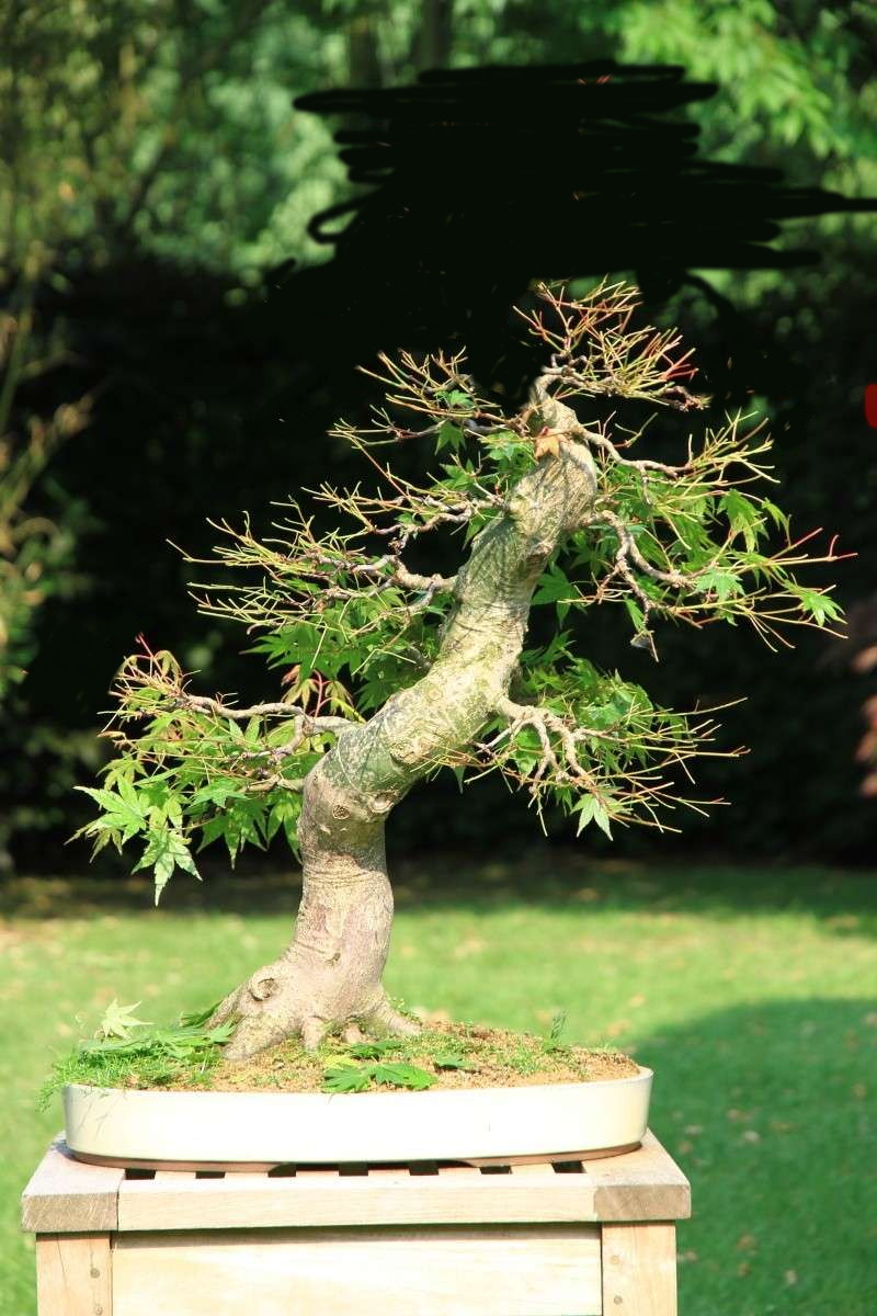 7 years work on a acer palmatum obtained from a garden center Img_1410