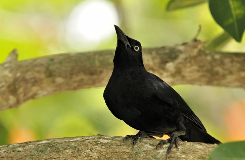 Les paysages et les animaux de la Guadeloupe ! Eric-p11