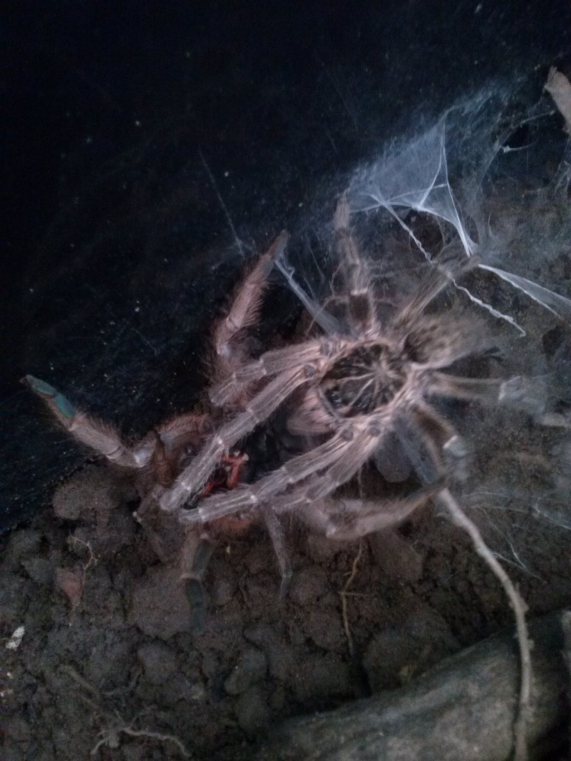 Harpactira gigas (common baboon spider) Cam00415