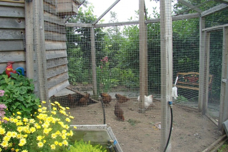 Mon poulailler Poules11