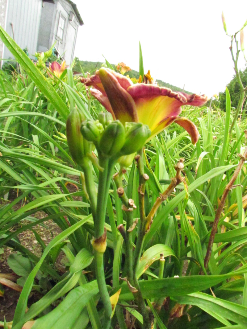 Mes hybrides: Semis 2014 au jardin 14130-11