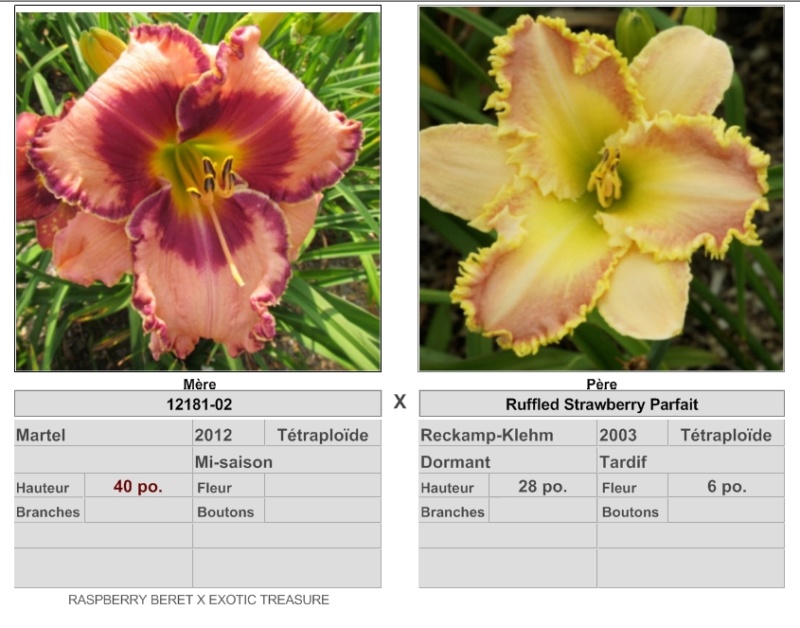 Mes hybrides: Semis 2016 à sélectionner - Page 6 16415_10