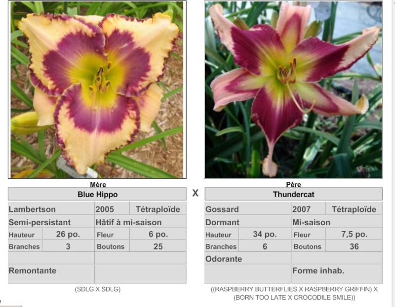 Mes hybrides / Semis 2017 à sélectionner (croisements de 2016) Ajouts photos 2019 - Page 4 17284_10