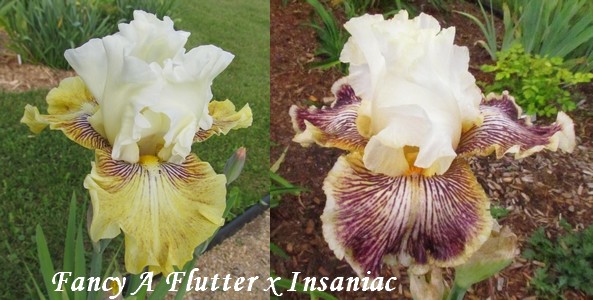 Résultats de mes hybridations d'Iris de 2011 à ... - Page 5 1802_f10