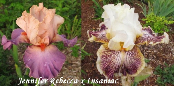 Résultats de mes hybridations d'Iris de 2011 à ... - Page 5 1804_j10