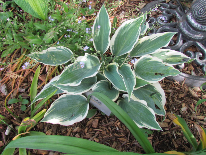 Les hostas chez Fernande H_el_n11