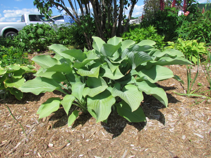 Les hostas chez Fernande H_kros10