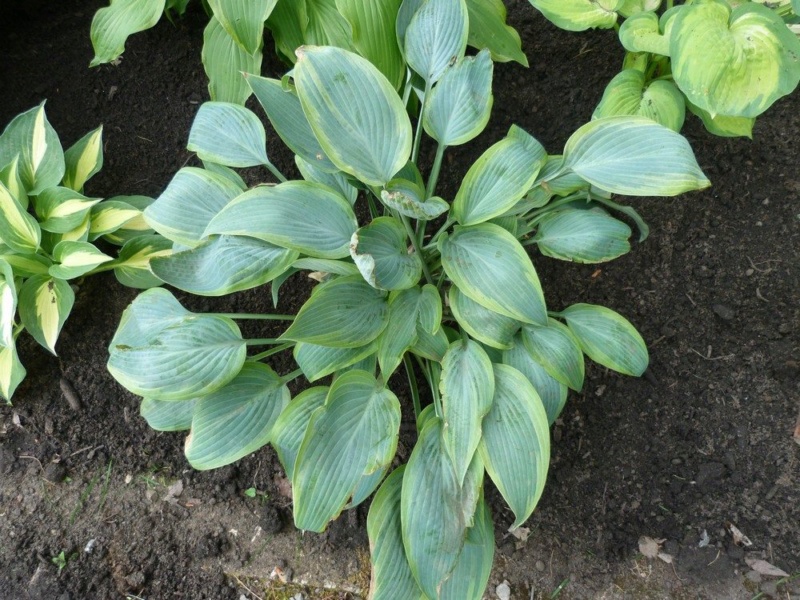 Les hostas chez Fernande H_morn10