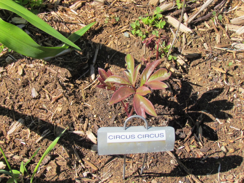 Les pivoines de mon jardin P_circ10