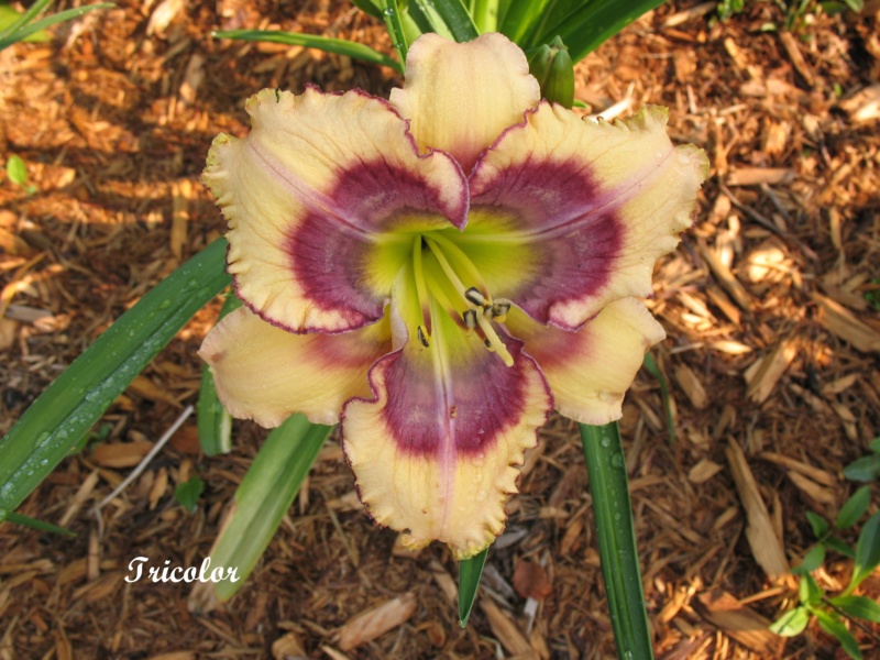 Les hémérocalles enregistrées de mon jardin - Page 7 Tricol10