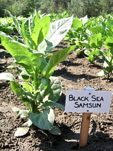 Tabac "Black Sea Samsun" Fullsi30