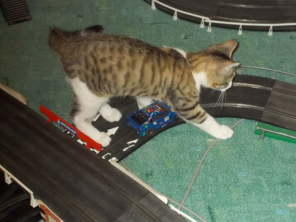 Circuit Scalextric et jeune matou Matou_52