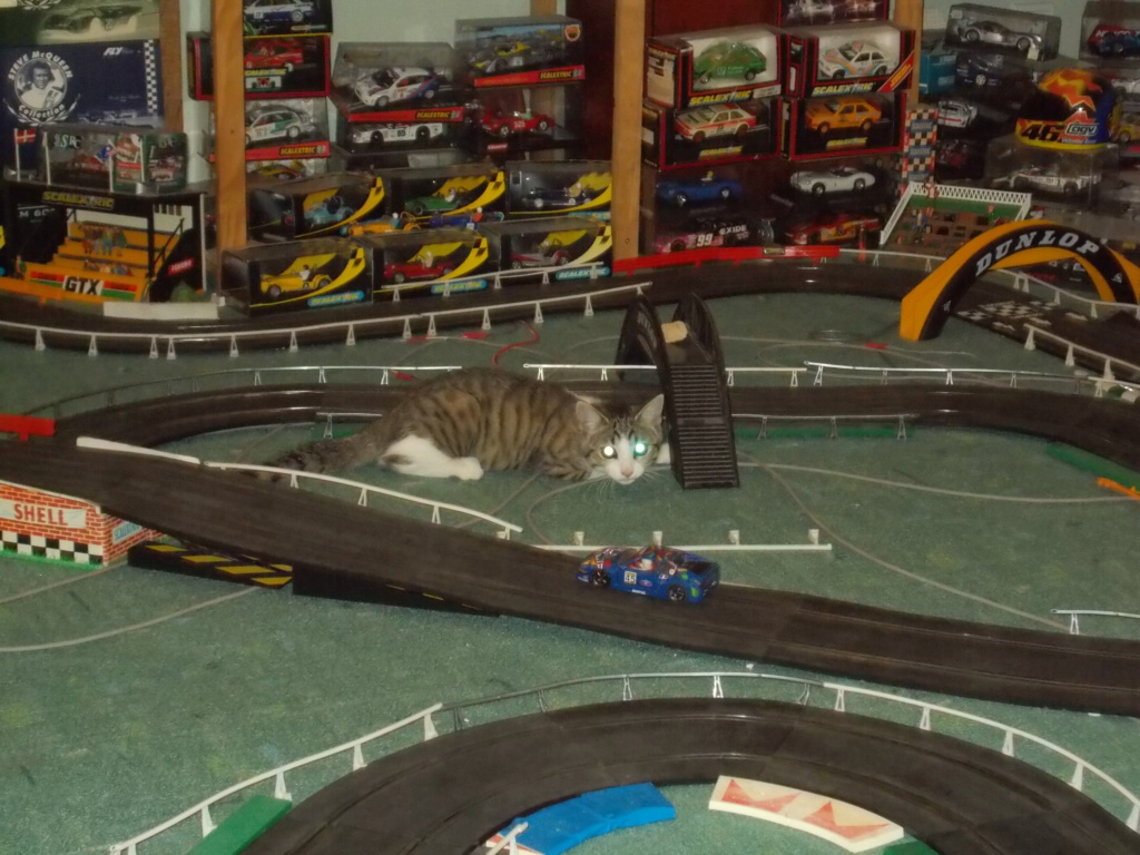 Circuit Scalextric et jeune matou  Matou_53