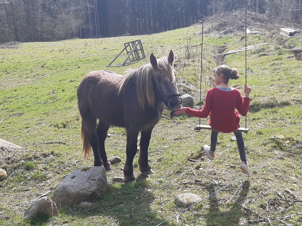 (Dept87) IMPREVU DES FONTS - Percheron PP- Mâle - Reservé par Mélodie  T. (sept 2018) DCD 20200311