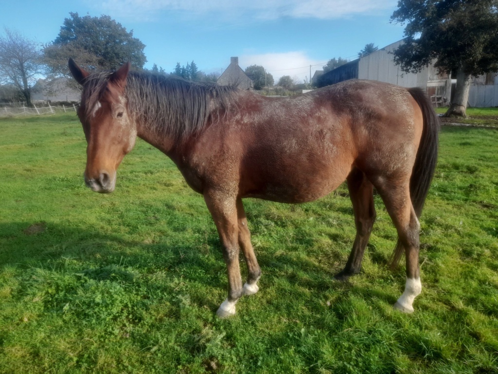 Dpt 72, 6 ans, Hewas, adopté par "Les landes" (2020) - Page 4 39744410