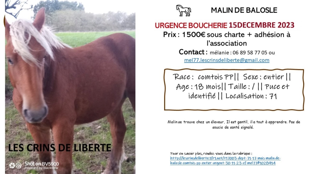 (Dept 71) 17 mois - MALIN DE BALOSLE - Comtois PP - Entier- Réservé par Albane M. (dec 23) 40072910