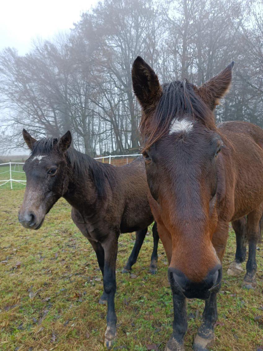 (Dept 19) 20 mois - RAVEN - ONC poney - sauvé par la famille vareille (nov 2023) 40340613