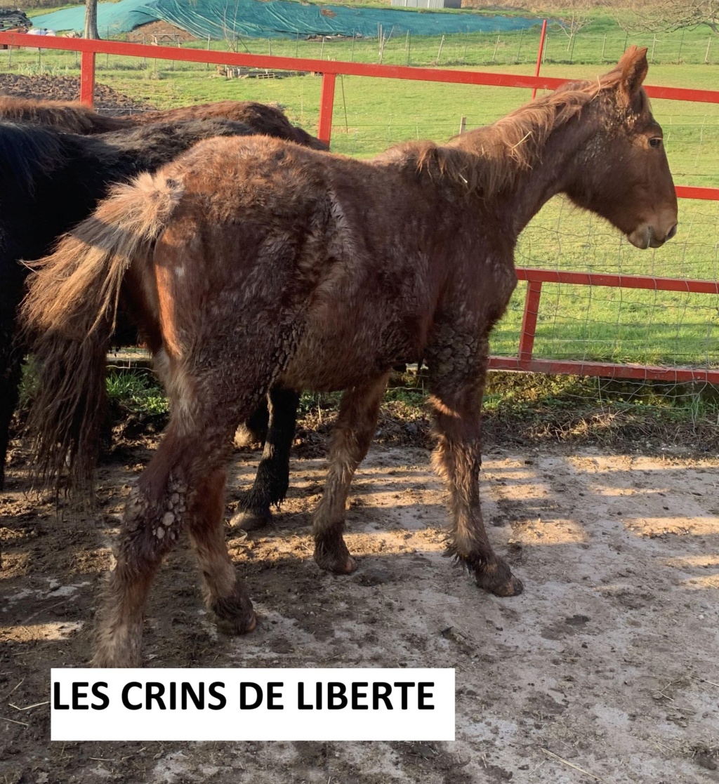 (Dept 70) 1 an - NORBERT (nikita) - ONC trait - Mâle - réservé par Linda P (mars 24) 43063410