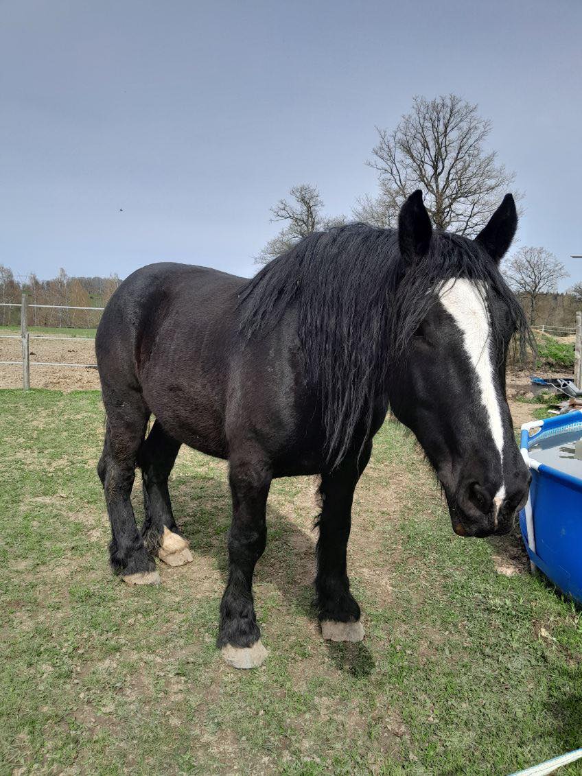 (dept 87) IGOR DES FONTS - Percheron PP - Mâle - Réservé par Nicole (2018) 43677210