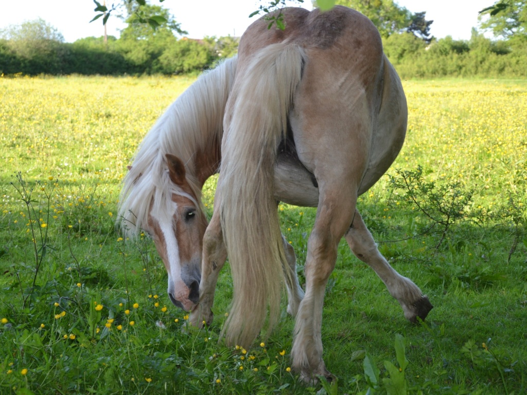 Dpt 63, 20 ans, Otti, Haflinger hongre, Réservé par la famille DELLA MONICA (2023) 44106610